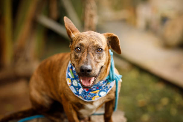 istock Brindle coat dog smiling with messy ears 1264999380