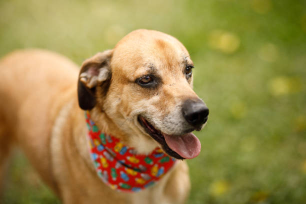 istock Brown dog standing at grass and smiling 1264999994