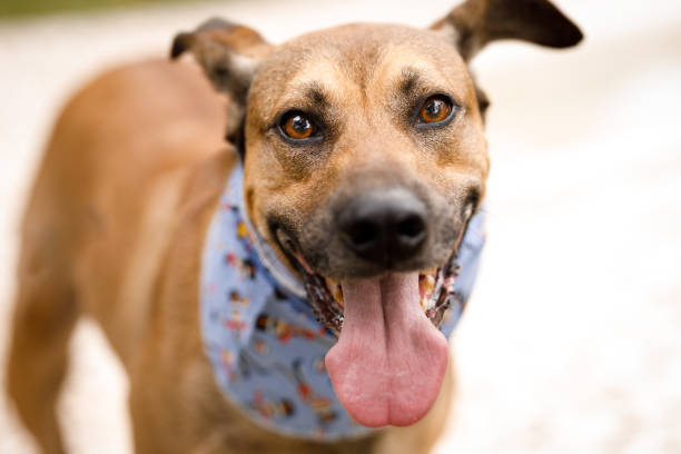 istock Happy dog smiling to the camera 1265000025