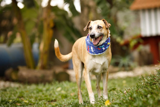 istock Mixed-breed dog walking at grass 1265000028