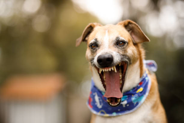 istock Funny dog yawning 1265000034