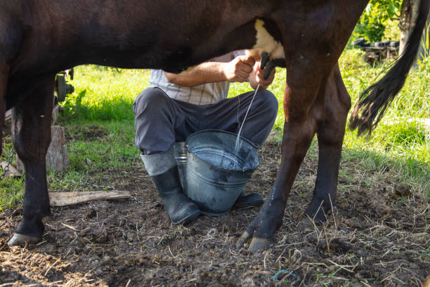 farmer milks cows by hand, old way to milk cows farmer milks cows by hand, old way to milk cows dairy producer stock pictures, royalty-free photos & images