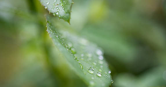 a macro photo with lots of beautiful, smooth, transparent water droplets in the foreground. place for text