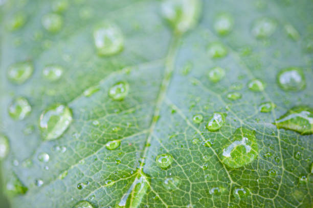 istock Water Drop On The Leaf And Nature Background With Beautiful Green Bokeh Circles 1265001134