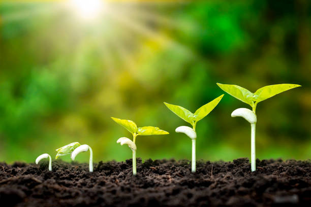istock The sequence of seedling development of plants grown on the ground, including green backgrounds, the concept of plant growth and agriculture. 1265004425