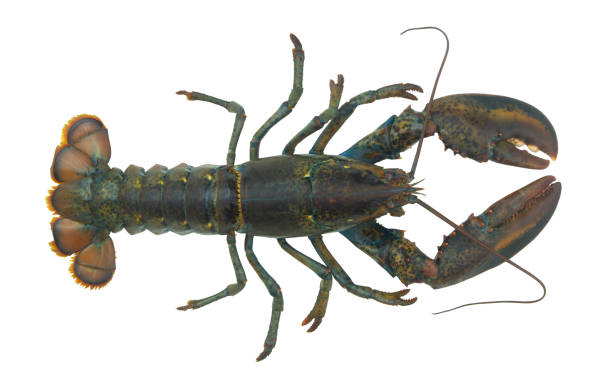istock Raw lobster isolated on white background 1265004633