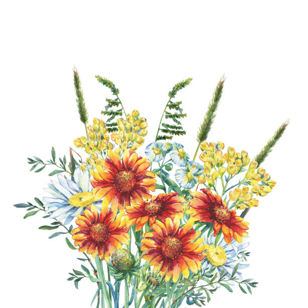 illustrazioni stock, clip art, cartoni animati e icone di tendenza di bouquet estivo di margherite, erbe aromatiche, immortelle e fiori di coperta. illustrazione di pittura disegnata a mano ad acquerello isolata su uno sfondo bianco. - gaillardia pulchella