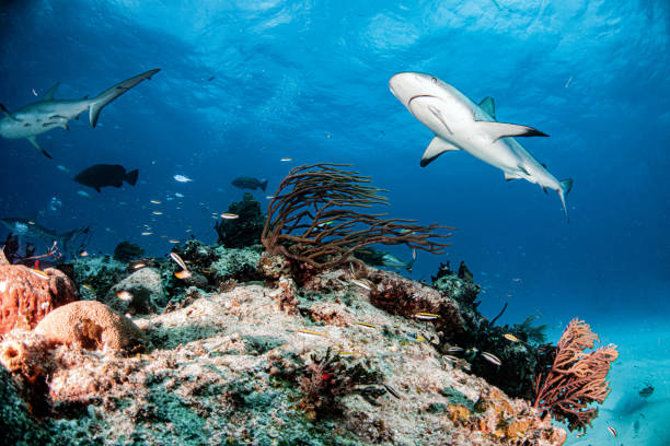 istock Caribbean reef shark at the Bahamas 1265005829