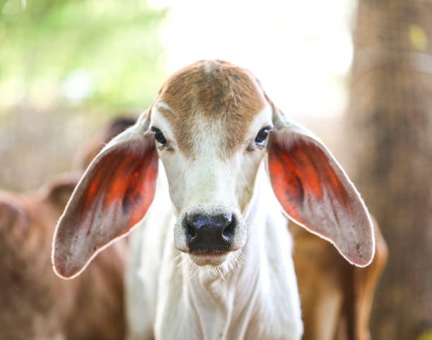 istock Pretty Little Baby Cow 1265006209