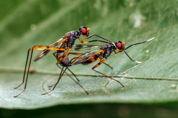 istock Close-up of insect on a leaf 1265006229