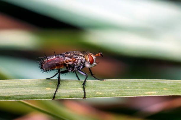 istock close-up of flies on a leaf 1265006942