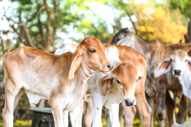 istock Pretty Little Baby Cow 1265007064