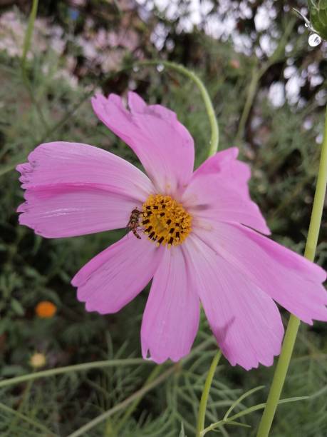 istock cosmos flowers in spring season 1265007182