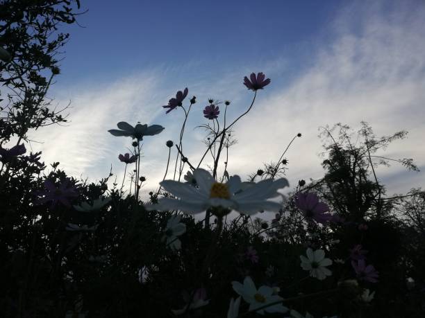 istock cosmos flowers in spring season 1265007503