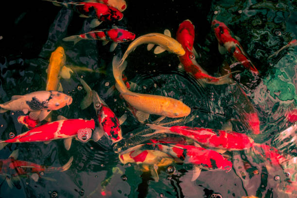 istock Colorful Koi fish or Fancy carp fish in pond. 1265008308