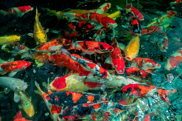 istock Colorful Koi fish or Fancy carp fish in pond. 1265008325