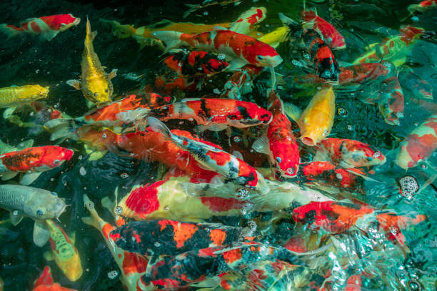 istock Colorful Koi fish or Fancy carp fish in pond. 1265008637