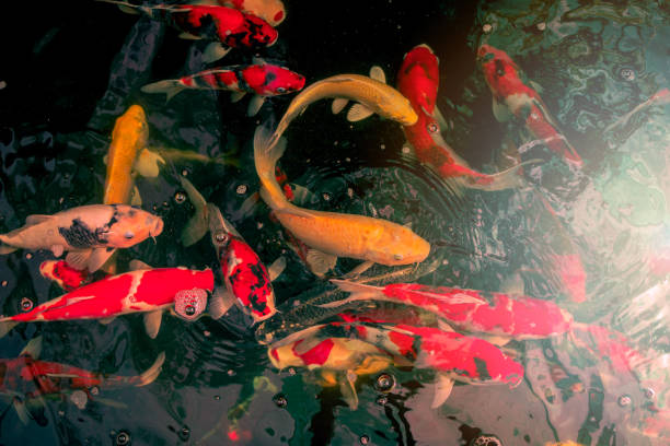 istock Colorful Koi fish or Fancy carp fish in pond. 1265008737