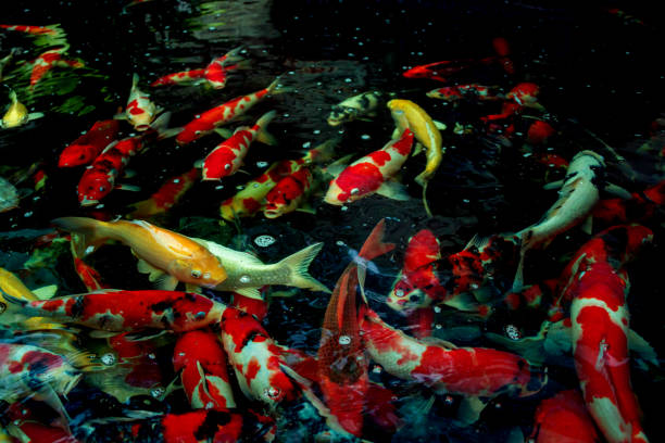 istock Colorful Koi fish or Fancy carp fish in pond. 1265008739