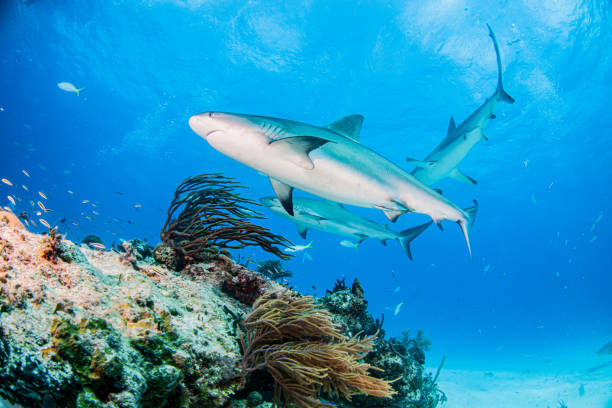istock Caribbean reef shark at the Bahamas 1265008846