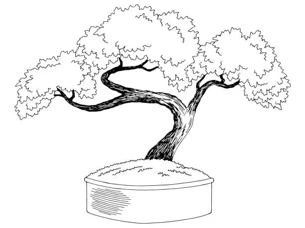 Vector illustration of Bonsai tree graphic black white isolated sketch illustration vector