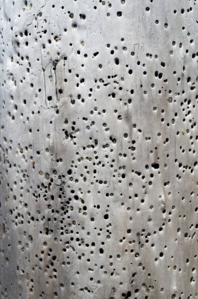 istock Tree with holes and grit in them on the beach closeup 1265010052