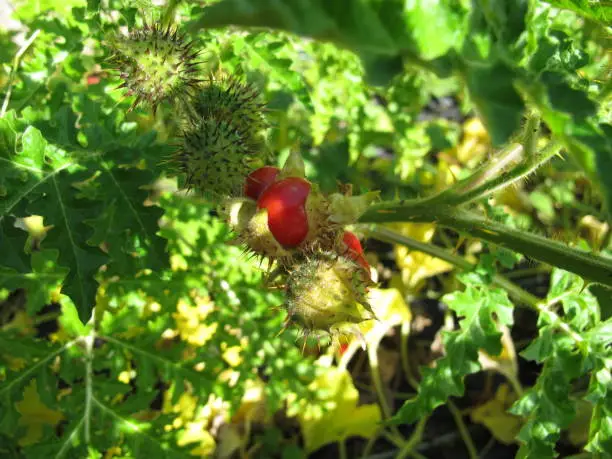 Litchi tomato, Rough-leaved nightshade with red fruits, Solanum sisymbriifolium - Litchi tomato with red fruits