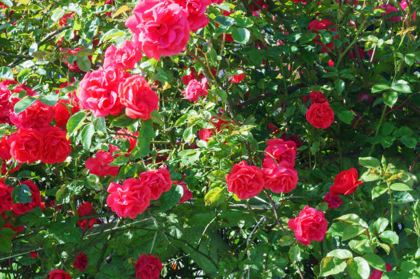 istock red blooming roses on the Bush, red rose Bush 1265011137