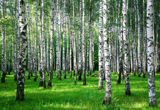 istock Trunks of birch trees in the evening sun in a summer park 1265011381