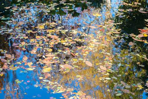 Leaves floating in lake at autumn