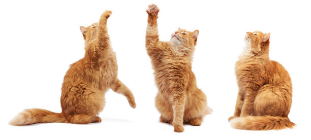 istock adult fluffy red cat sitting and raised its front paws up 1265012518