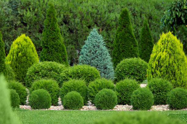 paesaggio verde di un giardino sul retro con thuja sempreverde e cipresso in un parco verde con alberi paesaggistici decorativi e cespugli, nessuno. - cespuglio foto e immagini stock