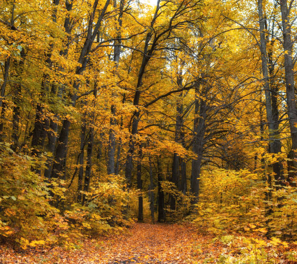 istock Golden trees in autumn in the park 1265014145