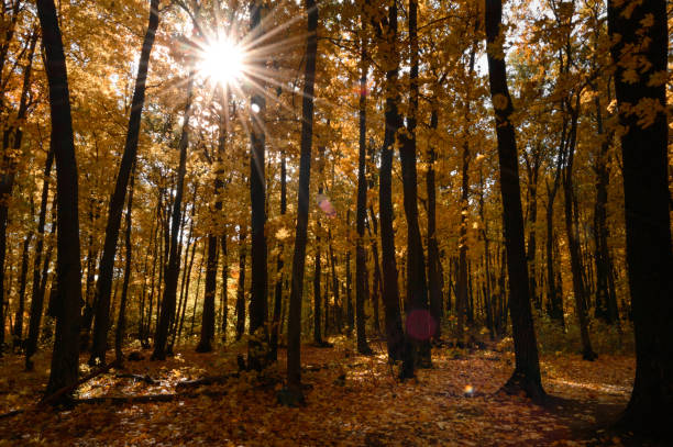 istock Golden autumn in the parks 1265014154