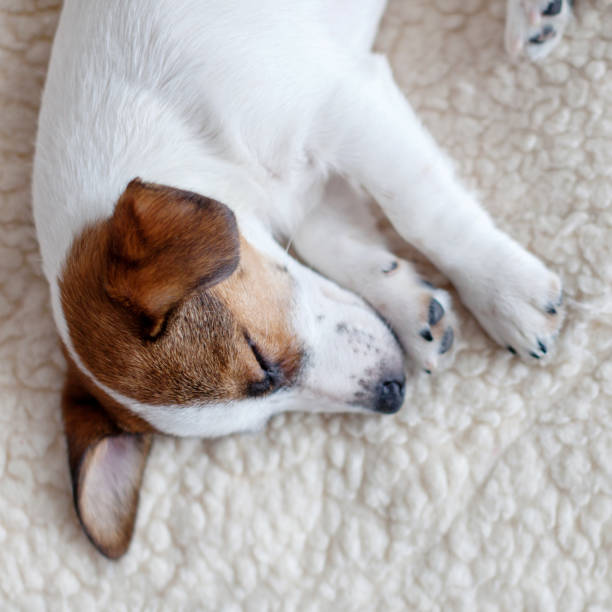 istock Sleeping puppy on dog bed 1265014528