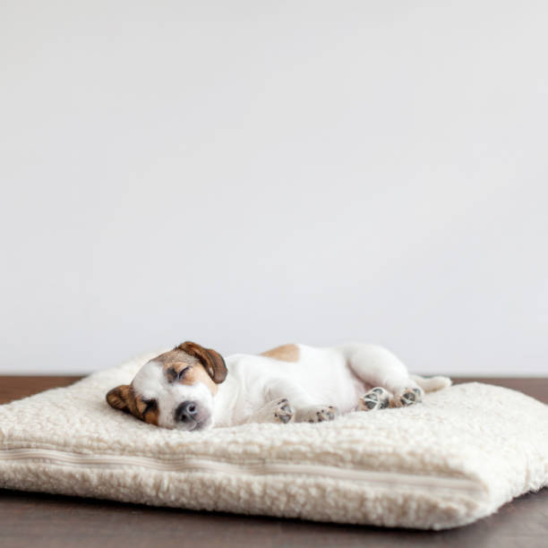 istock Sleeping puppy on dog bed 1265014529
