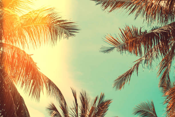 istock Copy space of silhouette tropical palm tree on sunset sky with bokeh light leak abstract background. 1265016411