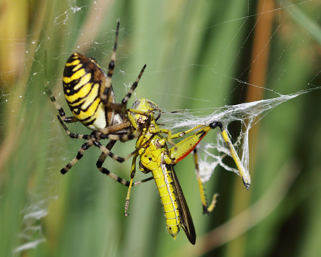 The wasp spider (Argiope bruennichi) is a species of orb-web spider distributed throughout central Europe, northern Europe, north Africa, parts of Asia and in the Azores archipelago. Like many other members of the genus Argiope, it shows striking yellow and black markings on its abdomen.\nThe spider builds a spiral orb web at dawn or dusk, commonly in long grass a little above ground level, taking it approximately an hour. The prominent zigzag shape called the stabilimentum, or web decoration, featured at the centre of the orb is of uncertain function, though it may be to attract insects.\nWhen a prey item is first caught in the web, Argiope bruennichi will quickly immobilise its prey by wrapping it in silk. The prey is then bitten and then injected with a paralysing venom and a protein dissolving enzyme.\nThe male of the species is much smaller than the female. It can often be seen in or near a female's web waiting for her to complete her final moult, at which time she reaches sexual maturity. At this time her chelicerae (jaws) will be soft for a short time and the male may mate with the female without the danger of being eaten.\nDuring Summer 2006, research was carried out in the UK to find that there has been an influx of these spiders to the UK (source Wikipedia).\n\nThis Spider is becoming quite common in the Netherlands. It came for the last Decades to the North of Europe through warming up the Climate.