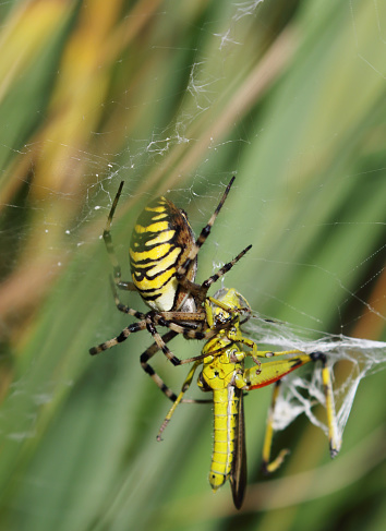 The wasp spider (Argiope bruennichi) is a species of orb-web spider distributed throughout central Europe, northern Europe, north Africa, parts of Asia and in the Azores archipelago. Like many other members of the genus Argiope, it shows striking yellow and black markings on its abdomen.
The spider builds a spiral orb web at dawn or dusk, commonly in long grass a little above ground level, taking it approximately an hour. The prominent zigzag shape called the stabilimentum, or web decoration, featured at the centre of the orb is of uncertain function, though it may be to attract insects.
When a prey item is first caught in the web, Argiope bruennichi will quickly immobilise its prey by wrapping it in silk. The prey is then bitten and then injected with a paralysing venom and a protein dissolving enzyme.
The male of the species is much smaller than the female. It can often be seen in or near a female's web waiting for her to complete her final moult, at which time she reaches sexual maturity. At this time her chelicerae (jaws) will be soft for a short time and the male may mate with the female without the danger of being eaten.
During Summer 2006, research was carried out in the UK to find that there has been an influx of these spiders to the UK (source Wikipedia).

This Spider is becoming quite common in the Netherlands. It came for the last Decades to the North of Europe through warming up the Climate.