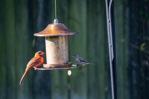 istock Birds and Bees, Flowers and Tree's 1265017737