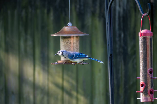 istock Birds and Bees, Flowers and Tree's 1265017738