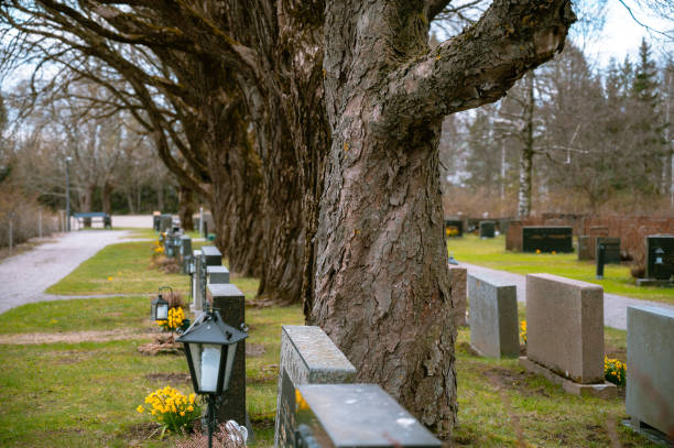 Tombstones in a graveyard.