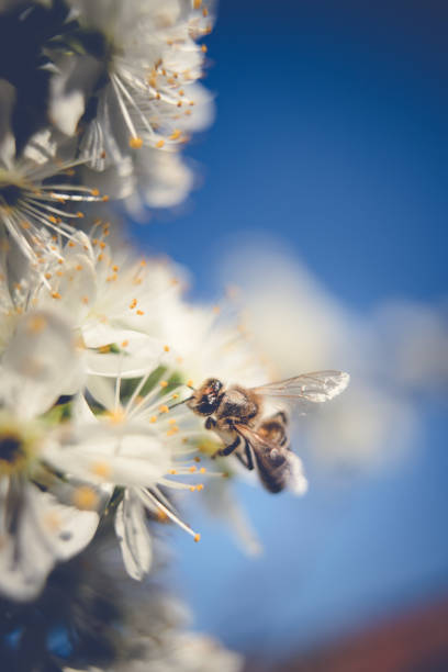 istock The bee collects pollen from white plum flowers. Spring blossoming scene 1265020955