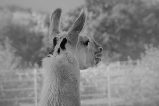 Close-up on the head and neck of a shaved adult llama in black and white, with the years pointing forward, selective focus and rear view