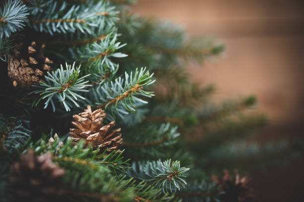 arbre de noël sur le fond en bois - pomme de pin photos et images de collection