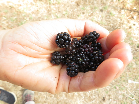 wild black berry fruit in a hand