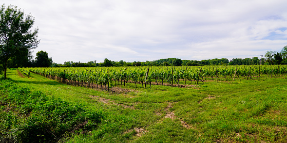 saint Emilion harvest vineyard in Bordeaux wine region in france