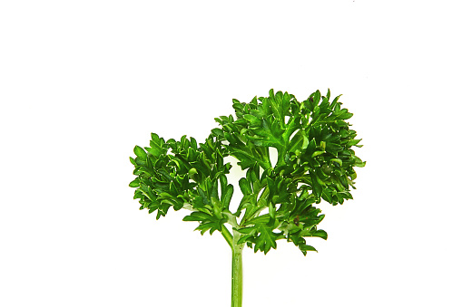 Organic fresh green parsley. Isolated on white background