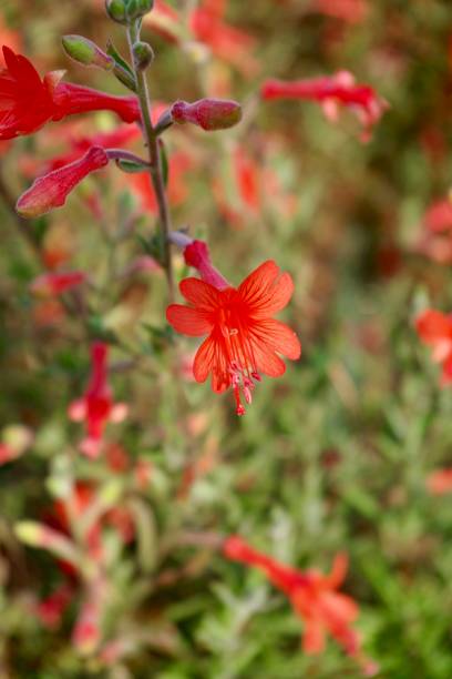 istock Bright coral pink phygelius flower 1265023372