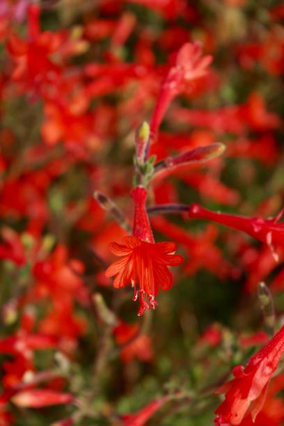 istock Bright coral pink phygelius flower 1265023376